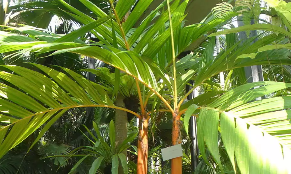 Areca palm